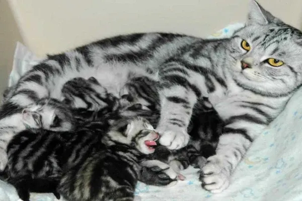 Mèo Anh lông ngắn trong giai đoạn động dục thể hiện hành vi đặc trưng