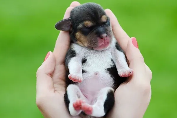 thức ăn cho chó con 1 tháng tuổi