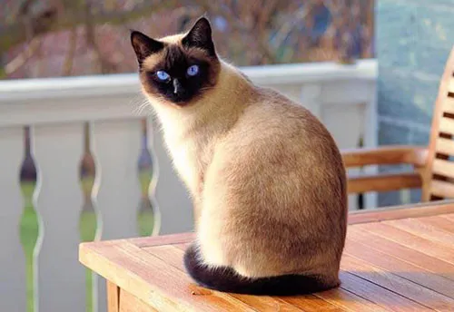 Mèo Ba Tư với bộ lông dài thanh lịch và đôi mắt tròn đặc trưng, một trong những giống mèo đẹp nhất thế giới