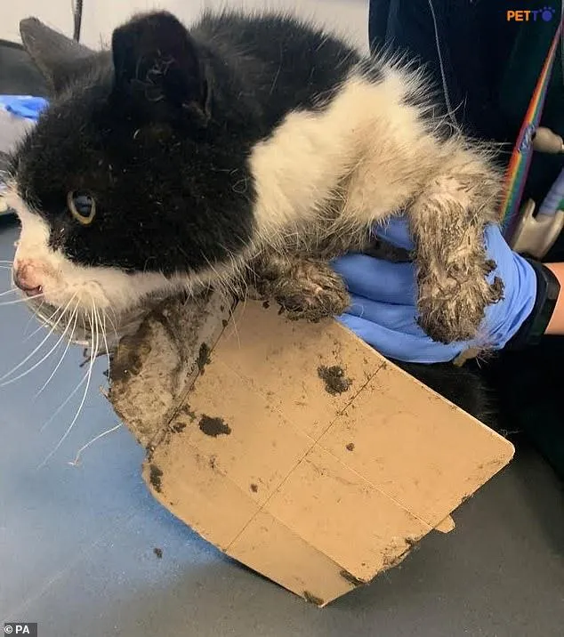 Mèo bị dính keo dính chuột, mắc kẹt trong bẫy dính chuột