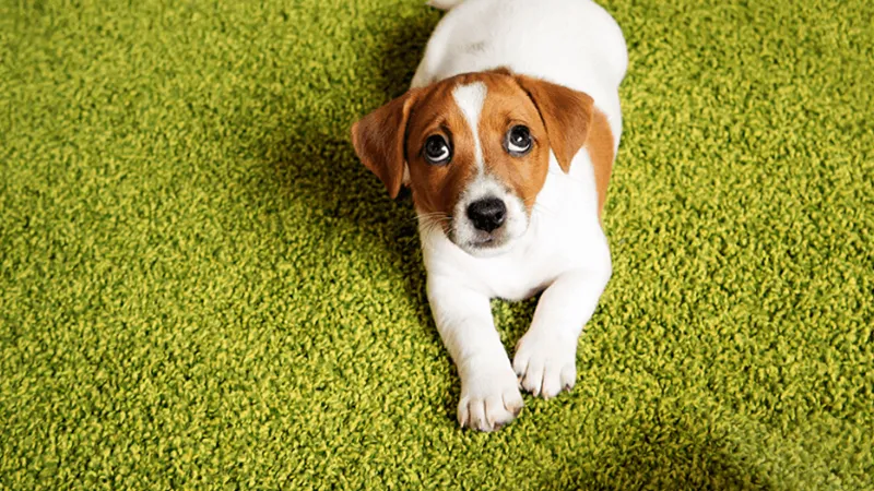 Sử dụng khay vệ sinh chuyên dụng cho chó đặt trong nhà