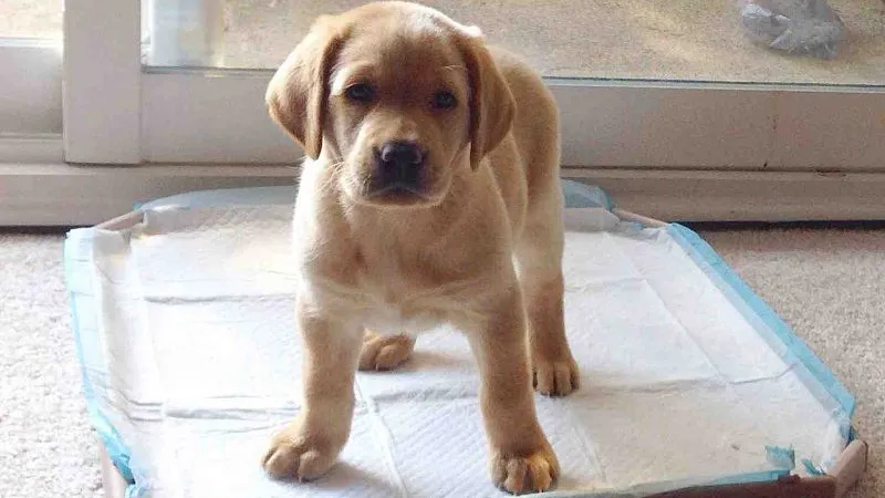 Sử dụng tấm lót và giấy báo để định hướng nơi đi vệ sinh cho chó