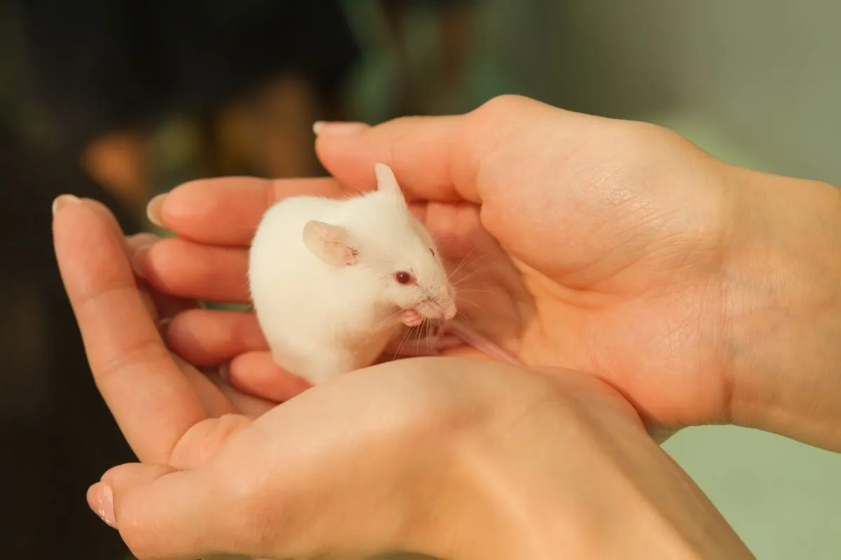 Mèo Sphynx với đặc điểm da nhăn và tai lớn đặc trưng