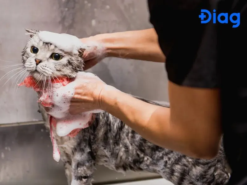 Vệ sinh cho mèo định kỳ giúp giảm thiểu lượng protein gây dị ứng phát tán