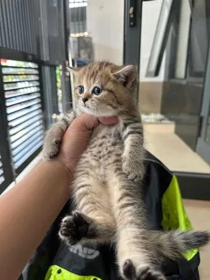Mèo Anh lông ngắn Golden tabby con đã tiêm