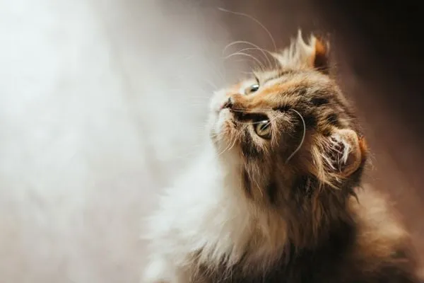 Mèo lông dài dễ bị tắc mũi do cấu trúc mặt ngắn