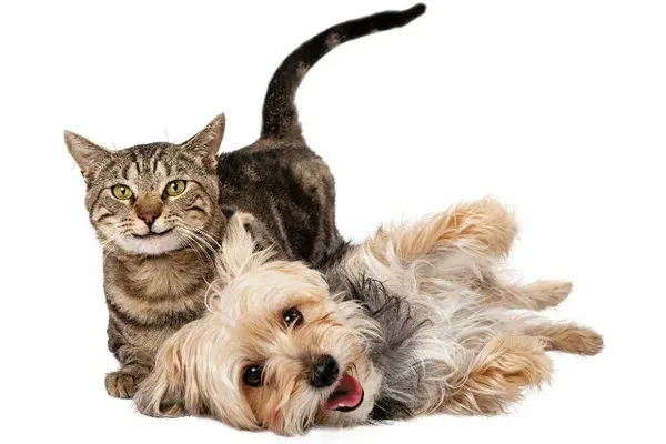 Cách chọn thú cưng phù hợp