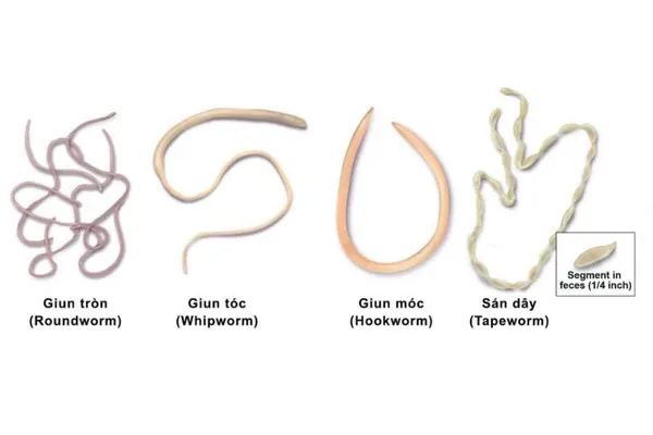 Các loại giun sán phổ biến ở mèo