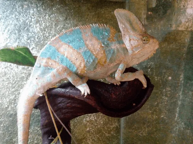 Đa dạng bò sát tại Babo