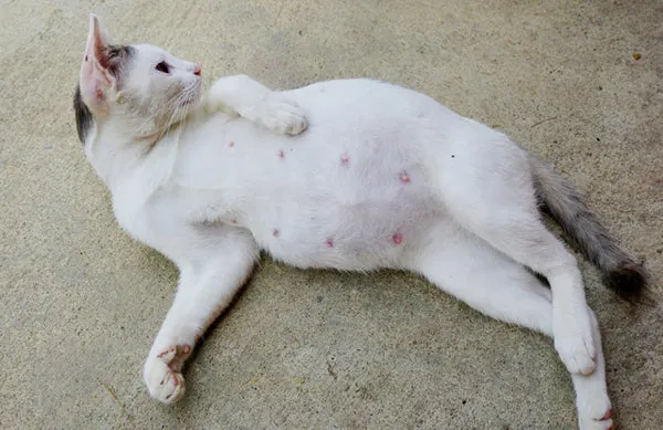 mèo có bầu có triệt sản được không