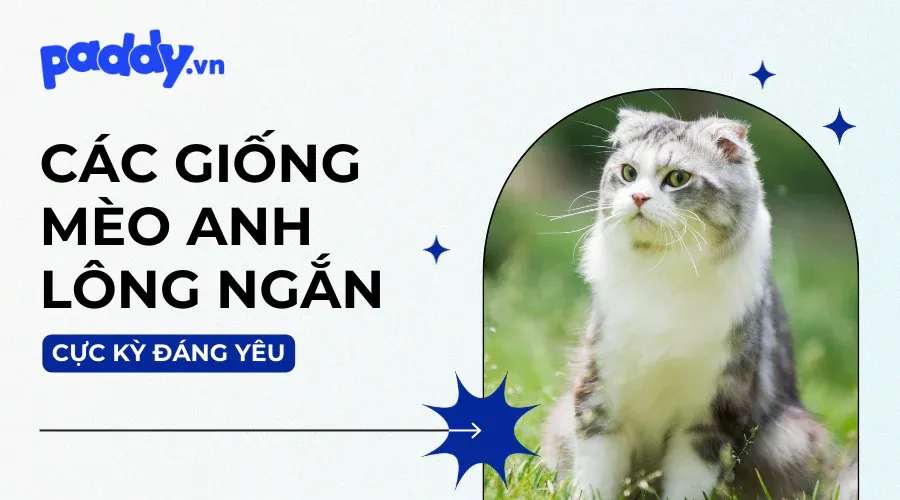 đặc điểm mèo anh lông ngắn