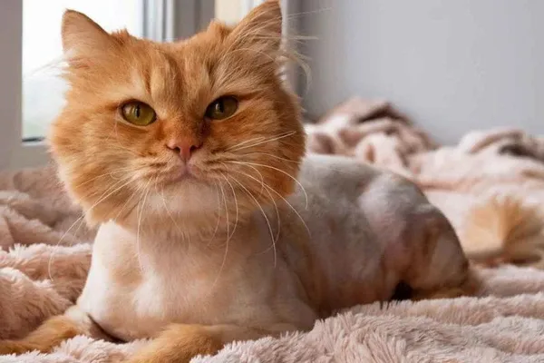 Lông mèo Anh lông dài thường mọc lại hoàn toàn sau 3-4 tháng