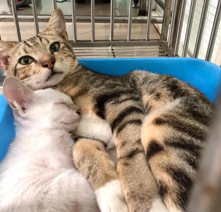 Hai bạn mèo tình thương mến thương cùng chia sẻ khay cát