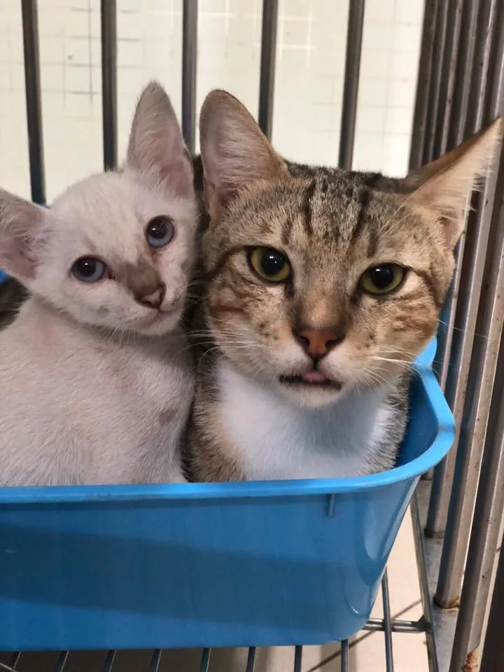 Hai bạn mèo tình thương mến thương cùng chia sẻ khay cát