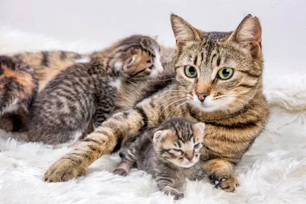 Mèo Anh lông ngắn mang thai cần chế độ chăm sóc đặc biệt