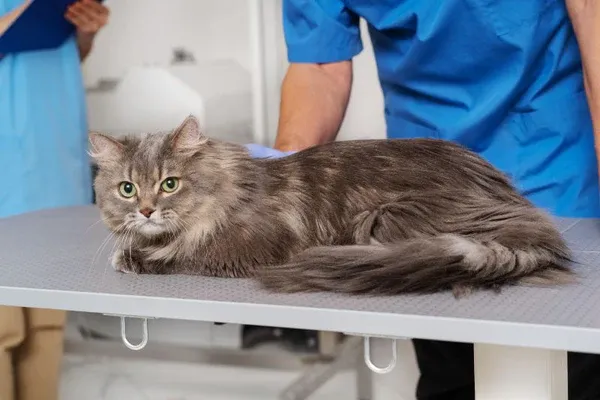 Xử lý khi mèo co giật