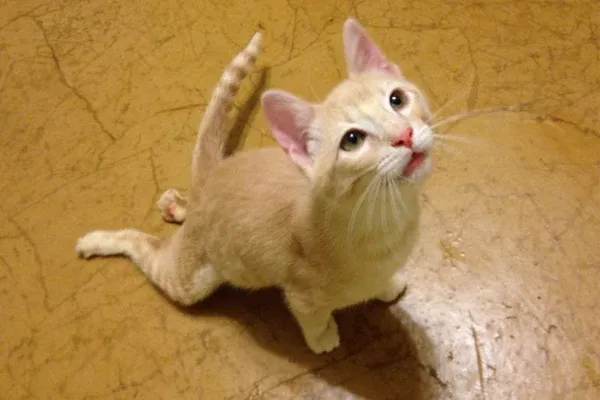 Mèo bị liệt 2 chân sau không thể di chuyển bình thường