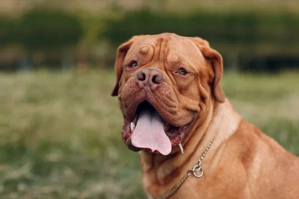 Dogue de Bordeaux với chiếc đầu to và nếp nhăn đặc trưng