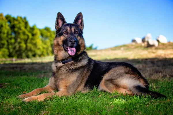 german-shepherd-xep-hang-thong-minh-cua-cho
