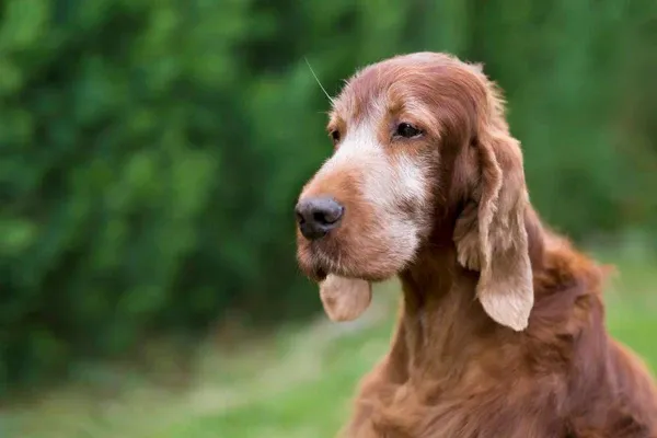 Chó già cần chăm sóc đặc biệt