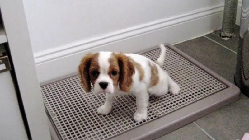 Vệ sinh sạch sẽ khu vực chó đi vệ sinh sai chỗ bằng chất tẩy rửa chuyên dụng