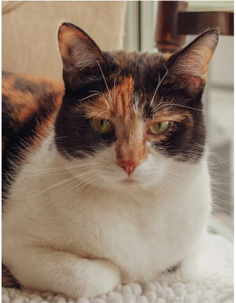 Sự kết hợp giữa màu mai rùa và vân mướp trên mèo Tortico