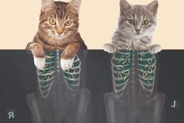 Dấu hiệu mèo nhiễm giun cần chú ý