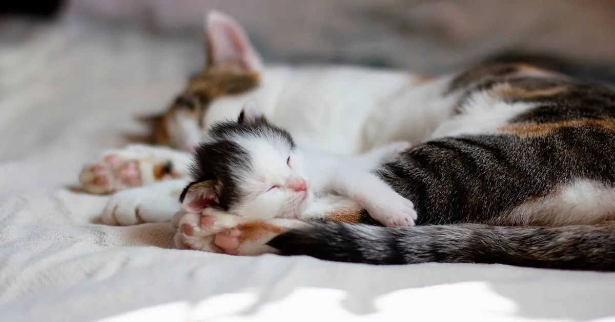 Mèo con mở mắt trong khoảng 7-10 ngày đầu đời