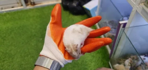 Chuột hamster mẹ chăm sóc đàn con mới sinh trong tổ lót giấy vụn