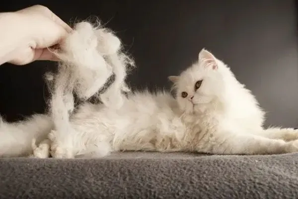 Lông mèo Anh lông dài dễ bị rối và vón cục nếu không được chăm sóc thường xuyên