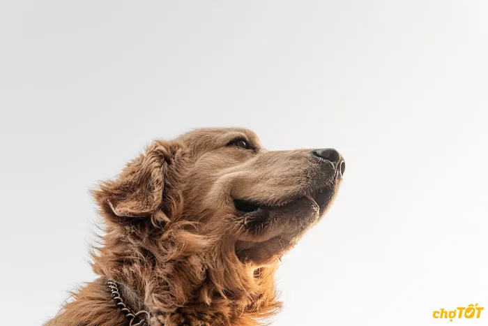 Mua chó Golden trên Chợ Tốt