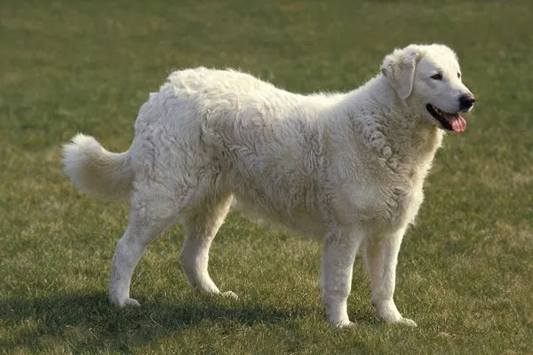 Kuvasz với bộ lông trắng tinh khôi đặc trưng