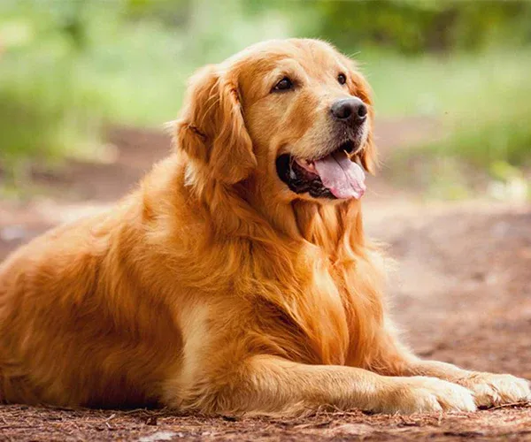 golden-retriever-top-10-loai-cho-thong-minh-nhat-the-gioi