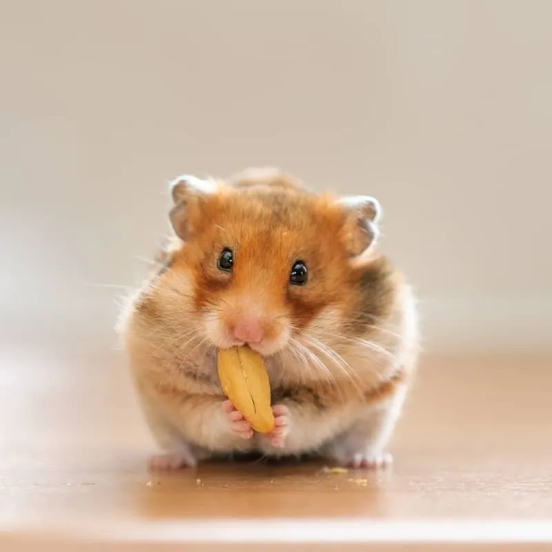 thức ăn cho hamster