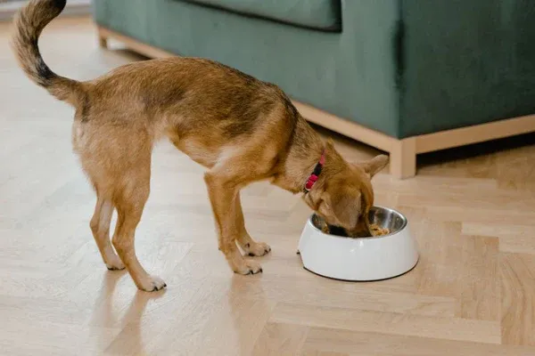 Các dưỡng chất cần thiết cho chó