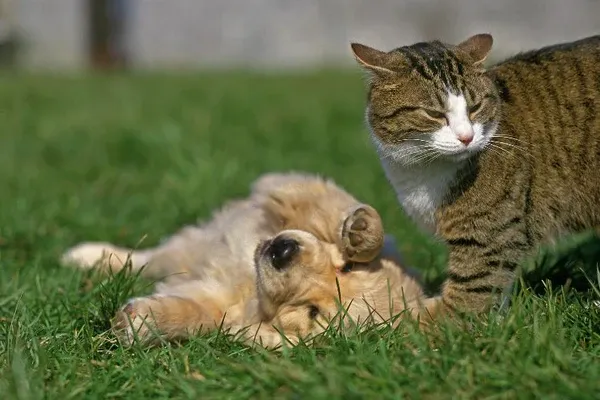 Cách chọn thú cưng phù hợp