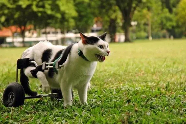 Bác sĩ thú y kiểm tra mèo bị liệt chân