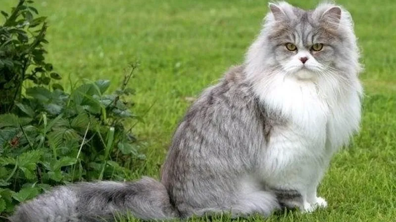 Ngoại hình đẹp là yếu tố quyết định giá mèo