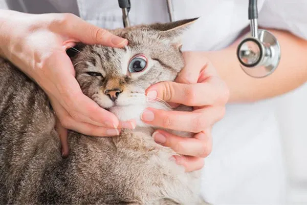 Biến chứng sau co giật