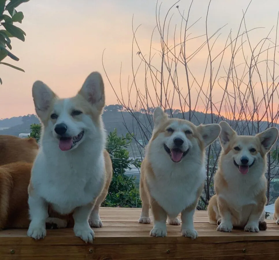 Các chú mèo đang nằm thư giãn trên kệ gỗ cao được thiết kế riêng biệt trong quán