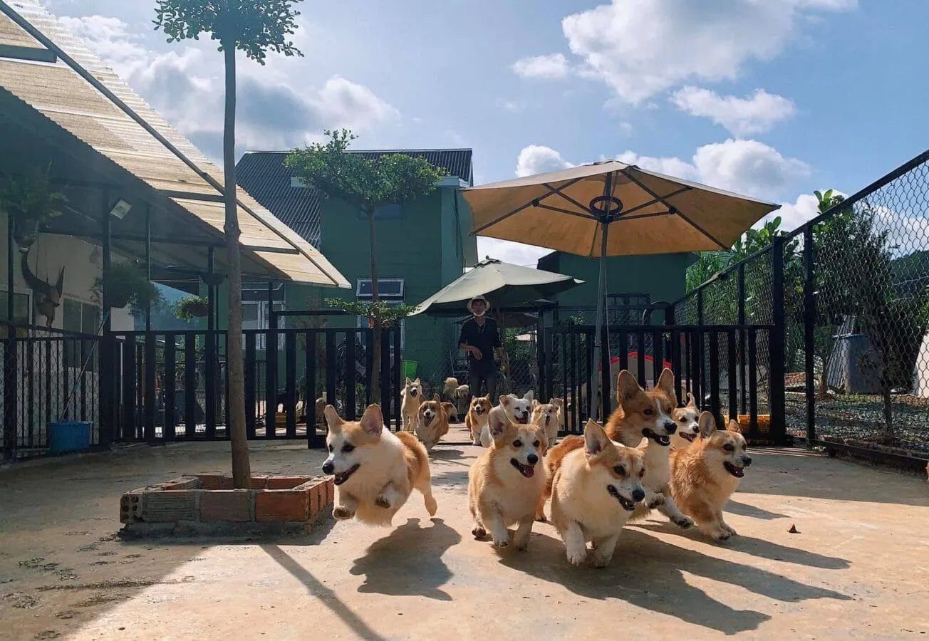 Cận cảnh một chú mèo Anh lông ngắn với đôi mắt tròn trịa đang nhìn ống kính