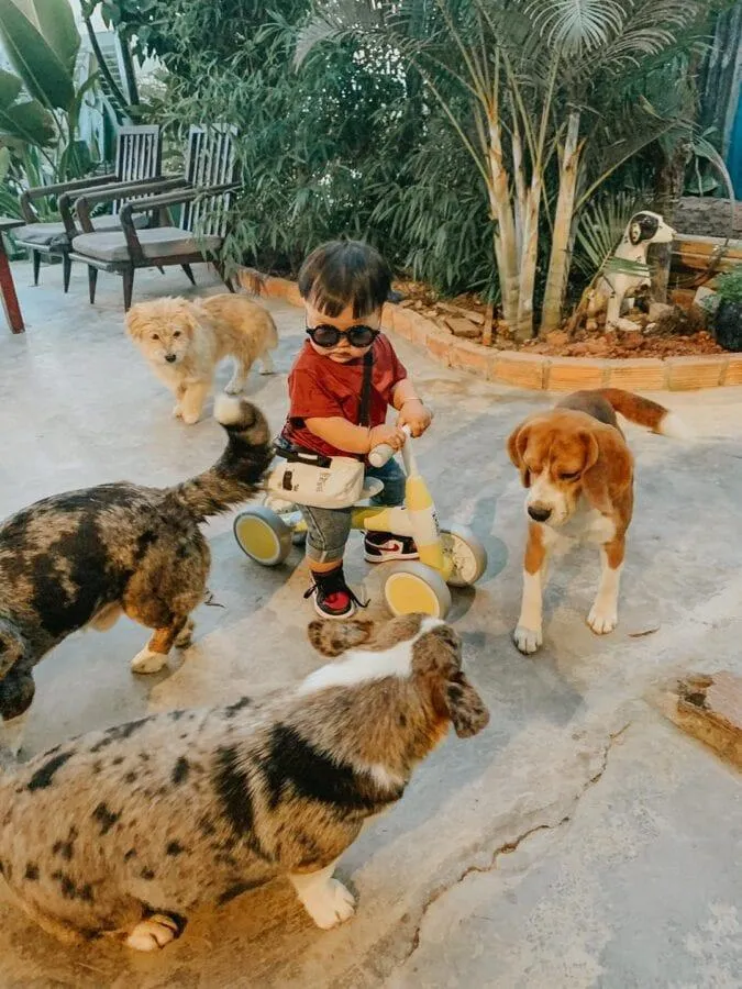 Du khách đang thư giãn trên chiếc ghế bành và quan sát những chú chó chạy quanh