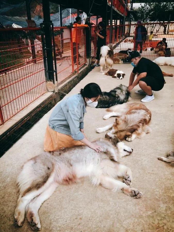 Những chú chó nhỏ đang tập trung tại khu vực sảnh gỗ của quán Nhà Boss chờ đợi khách đến vui đùa