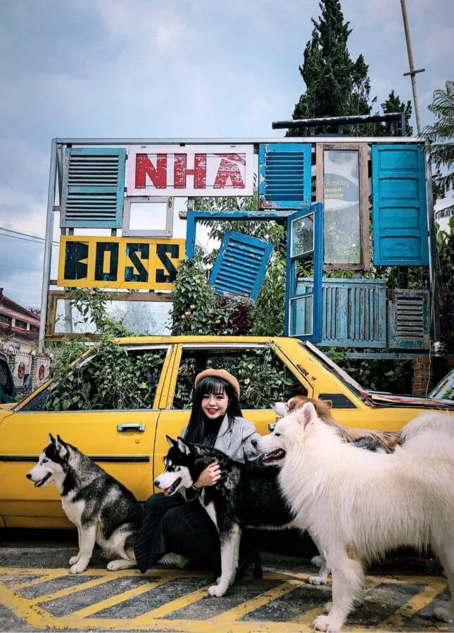 Đàn cừu trắng đang thong dong gặm cỏ trong khuôn viên của Alaska House tạo nên khung cảnh như vùng ngoại ô châu Âu