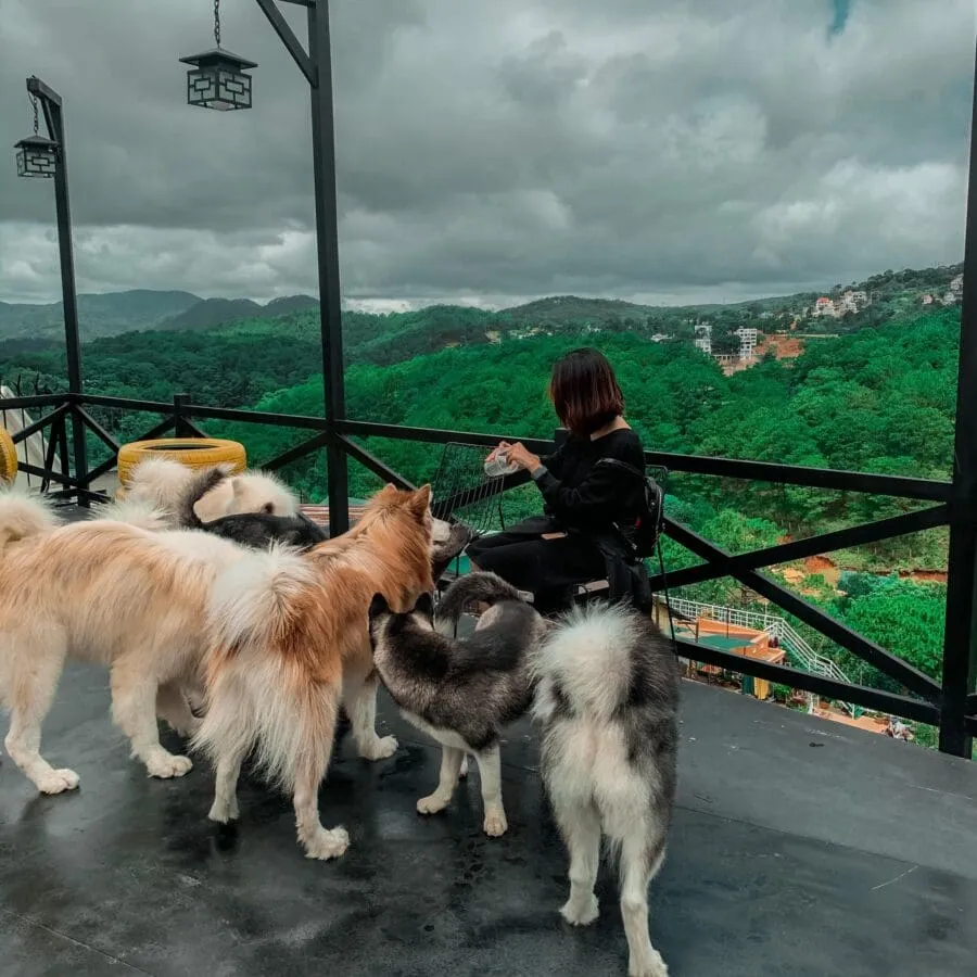 Khoảnh khắc chú chó Alaska to lớn đang nằm nghỉ ngơi bên cạnh du khách trong không gian ấm cúng