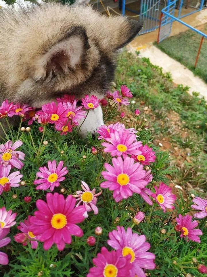 Nhân viên quán đang hướng dẫn du khách cách bế và vuốt ve chó Corgi đúng cách để không làm bé đau