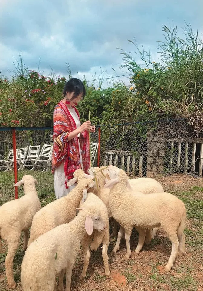 Hai chú chó Corgi đang nô đùa trên bãi cỏ rộng tại Black Rock Garden dưới ánh nắng ban mai
