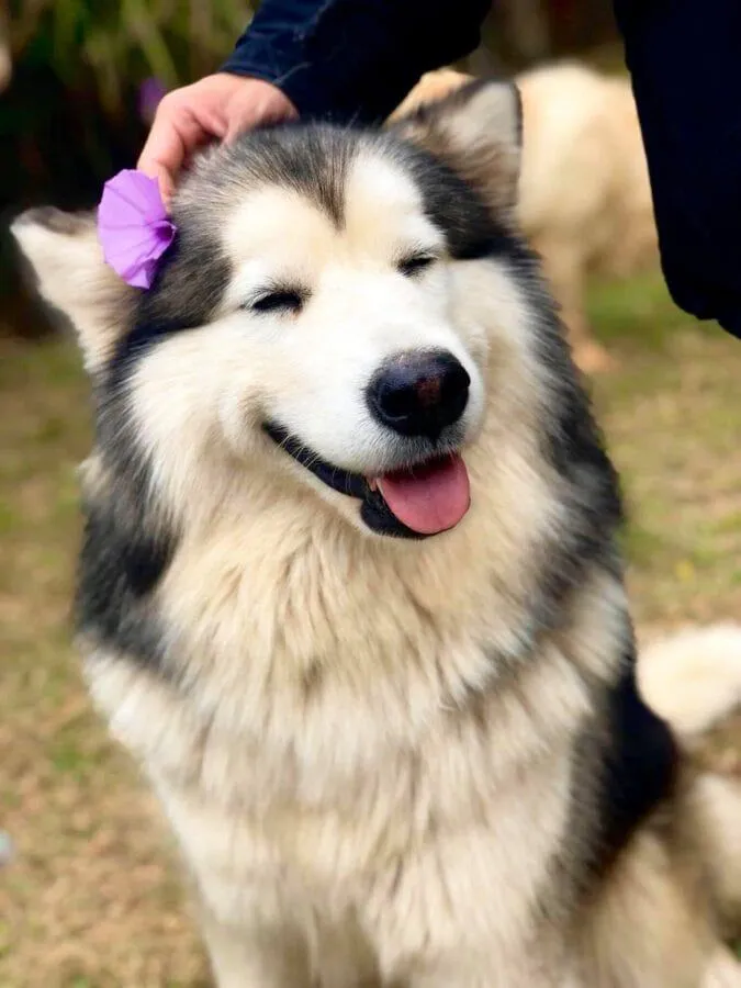 Khung cảnh thung lũng thơ mộng nhìn từ chiếc ghế gỗ nổi tiếng tại Gâu Garden