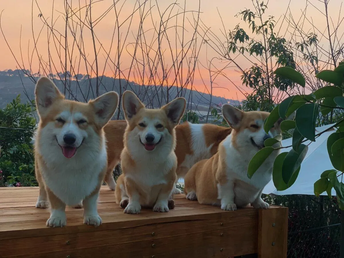 Một chú chó nhỏ đang nằm tắm nắng bên cạnh ly cà phê trên sàn gỗ của quán