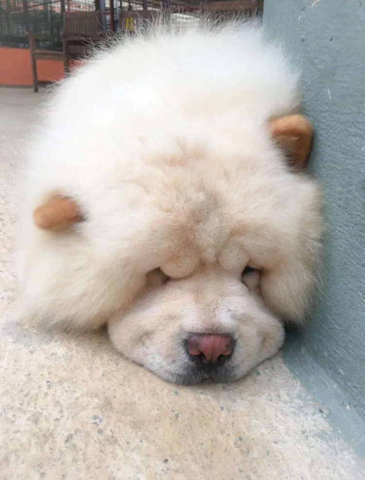 Nhóm khách du lịch đang vui đùa cùng những chú chó Husky và Alaska tại sân cỏ Puppy Farm